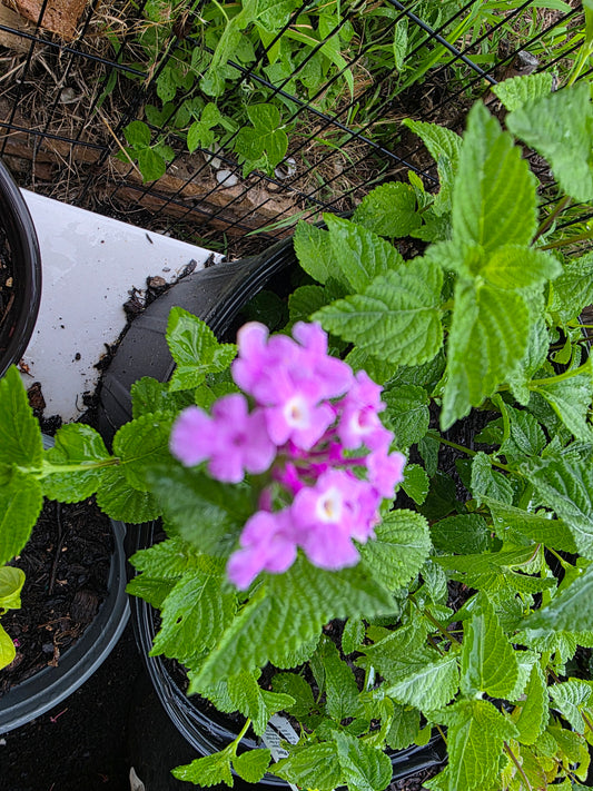 Lantana "TRAILING LAVENDER"  Live Rooted Starter  Plant