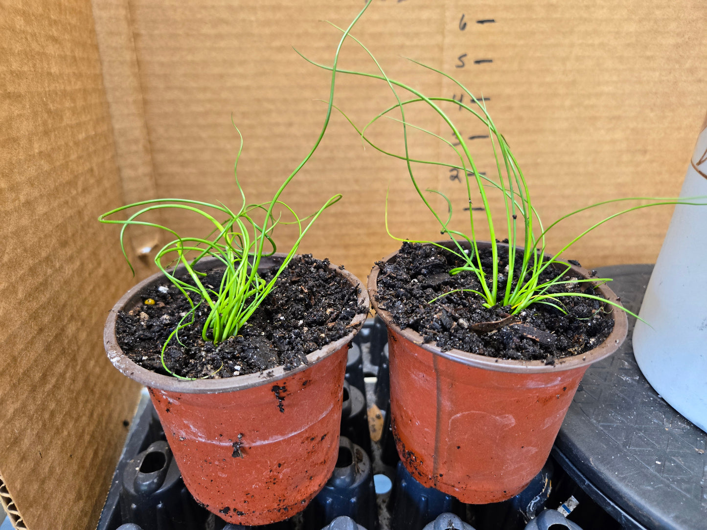 Live Starter/plug Rooted  CORKSCREW RUSH Juncus Effusus Spiralis