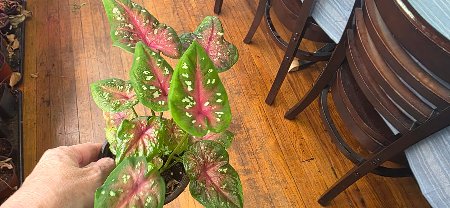 Bi Color "Camilla"  Caladium