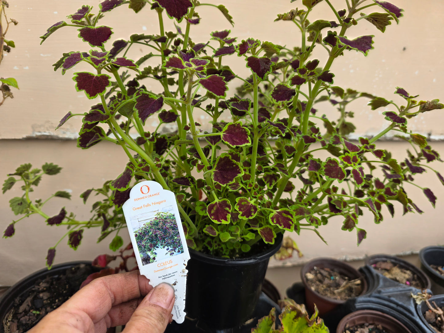 Dwarf leaf Coleus "GREAT FALLS NIAGARA"