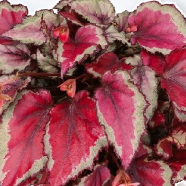 5 LOT of  BEGONIAS