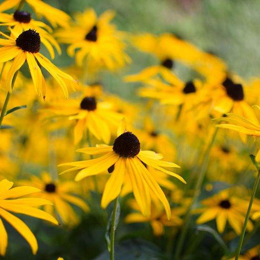 Rudbeckia Black-Eyed Susan"AMERICAN GOLD RUSH" hybrid