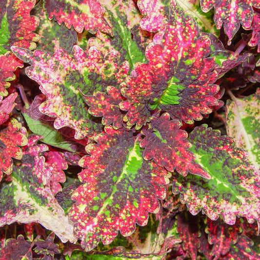 Coleus "CRACKLIN ROSE" live plant