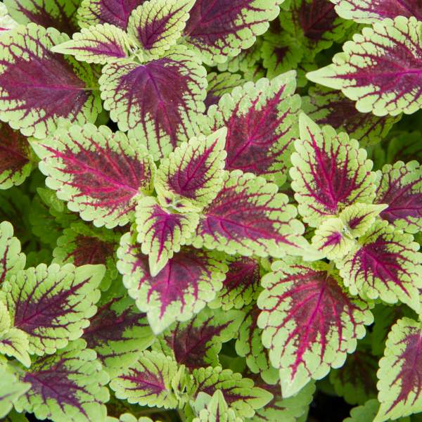 Coleus "DEFIANCE" live plant