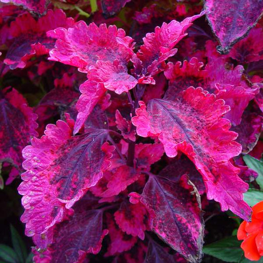 Coleus "HOT LAVA"