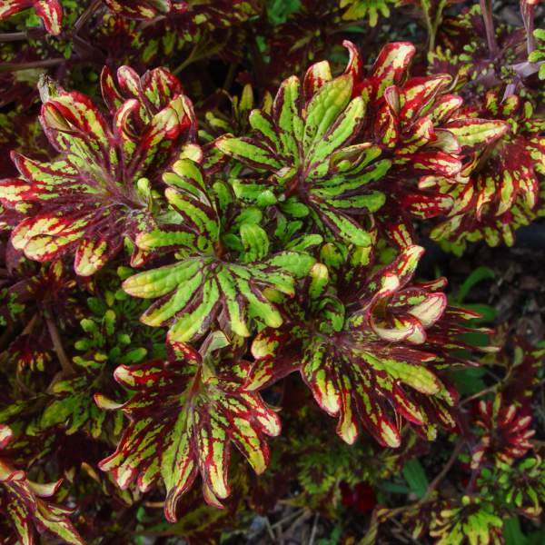 Coleus "KINGWOOD KARNIVAL " live plant