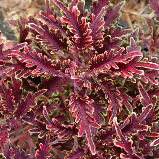 Coleus "KIWI FERN" live plant