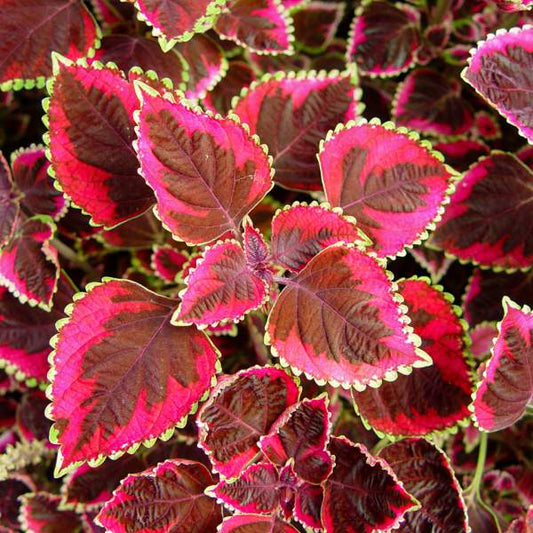 Coleus "MEANDERING LINDA" live plant