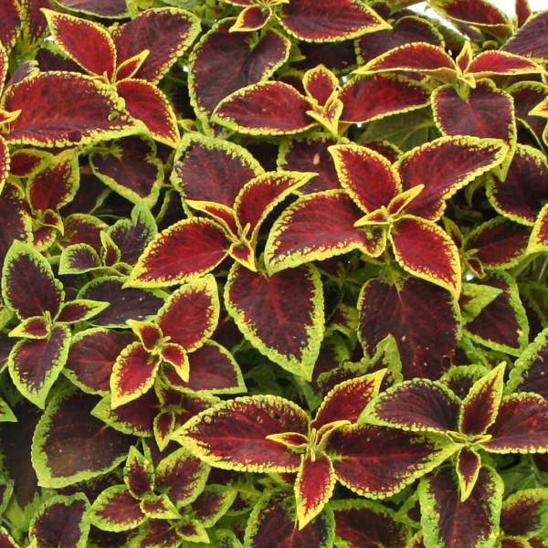 Coleus "PAT MARTIN" live plant