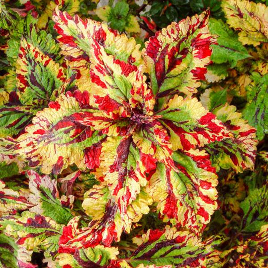 Coleus "STORMY WEATHER" live plant