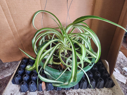 Large Rooted Curly Bonnie Spider Plant, House Plant, Outside Porch/Patio Baskets