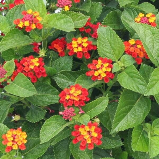 Lantana 'FIREWORKS 1 Live Rooted  Plant Explosive Color