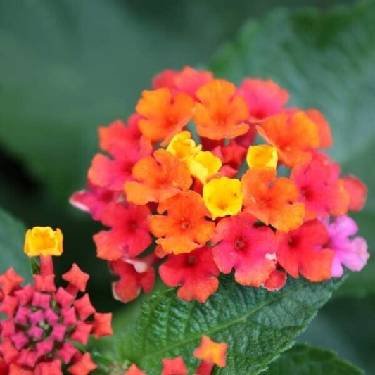 Lantana "CONFETTI " Live Rooted plant