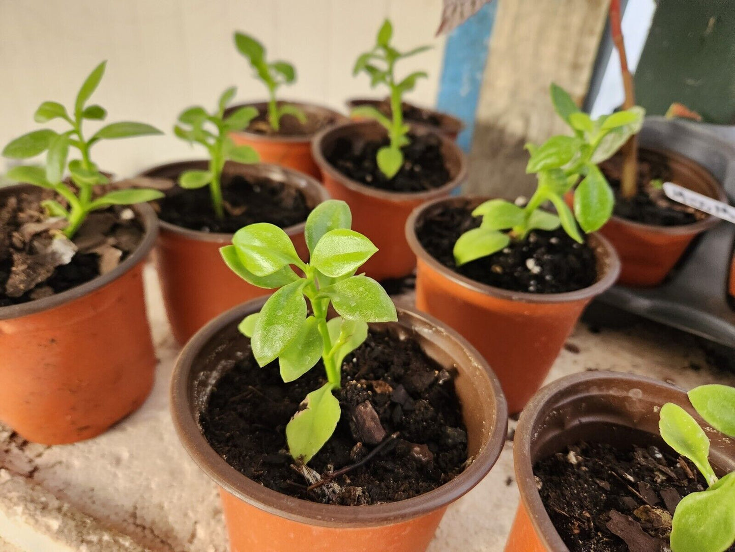 Live Rooted Plant Dorotheanthus Candy Apple Red (aptenia)