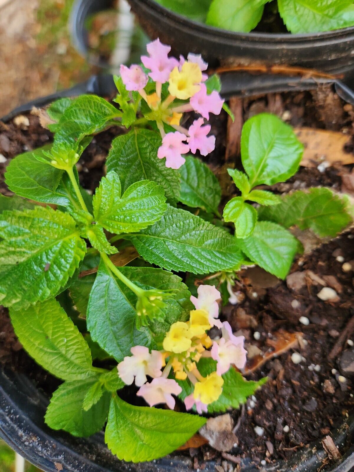 Lantana "WAGON WHEEL PINK" 1 Live Rooted Starter  Plant