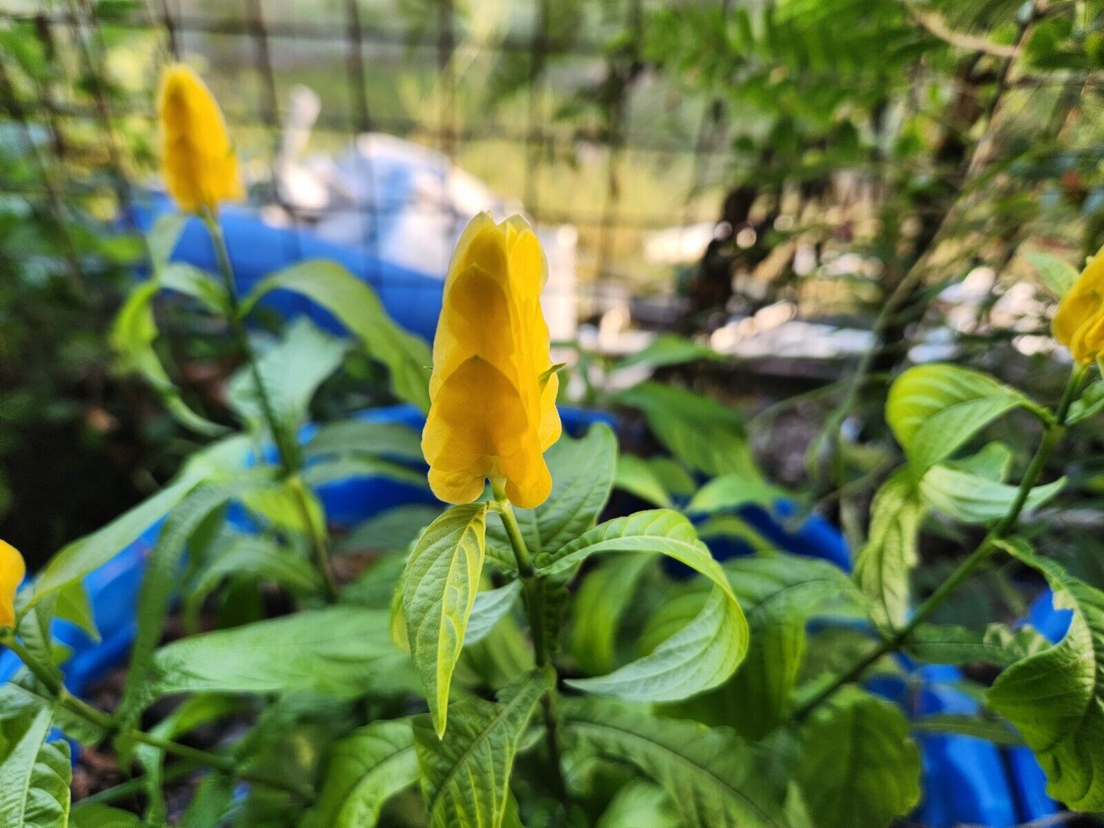 yellow shrimp plant seeds Pachystachys lutea .. Yellow/Golden Shrimp Plant rooted STARTER – Diane's Plants