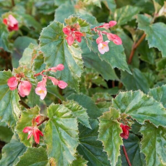 1 Live   Angel Wing/cane Richmondensis Begonia Rooted