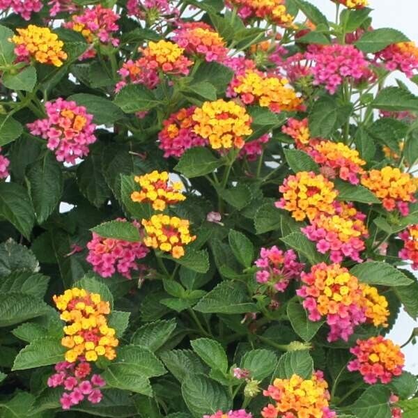 Lantana "FANTASY " Live Rooted Starter