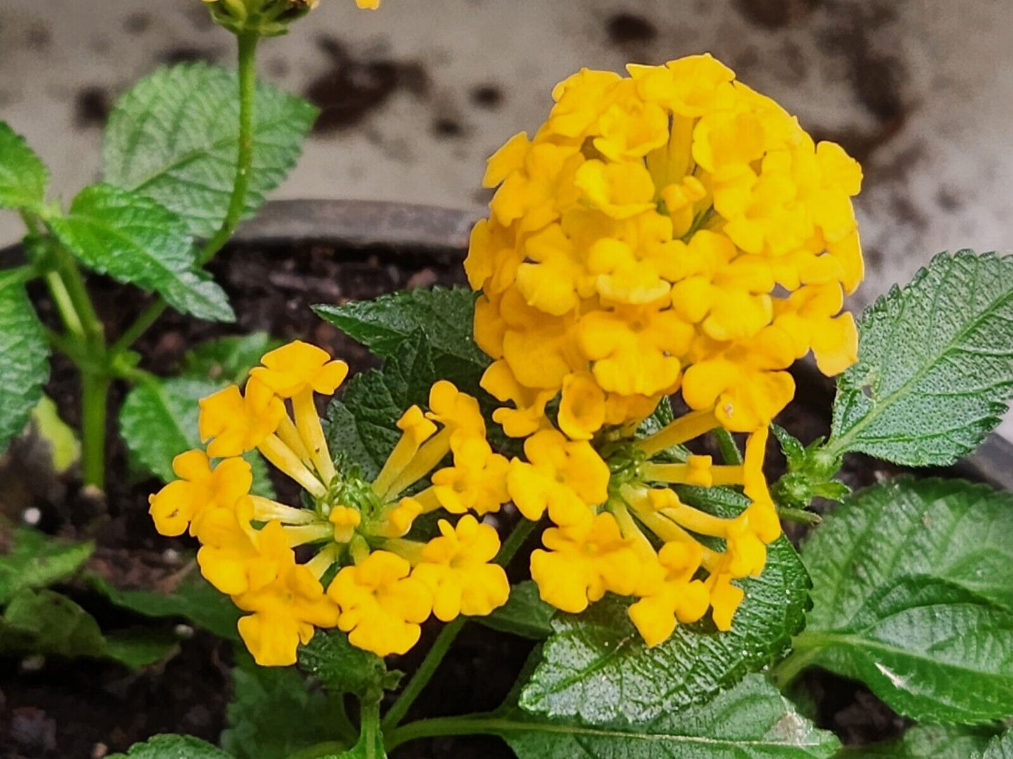 Lantana " CHAPEL HILL NEW GOLD" Live Rooted Plant