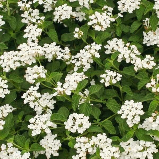 Lantana "TRAILING WHITE" 1 Live Rooted Starter  Plant