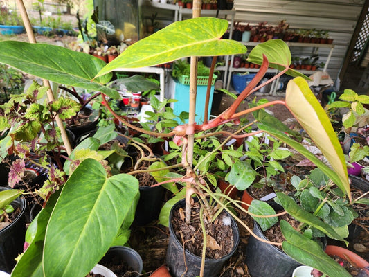 Painted Lady Philodendron Variegated Rooted Well Started