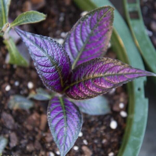 PERSIAN SHIELD Strobilanthes Dyerianus Starter Plant