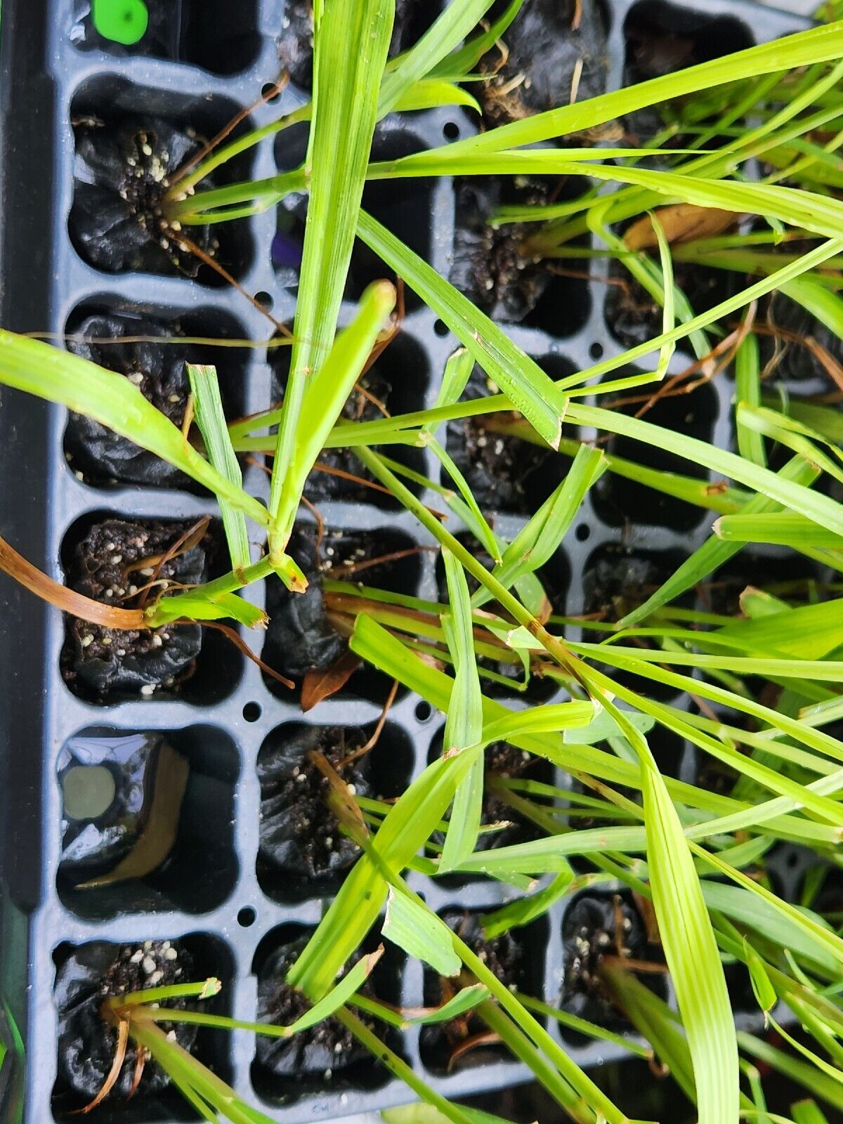 Citronella Grass - Cymbopogon nardus - Live Rooted Starter Plant