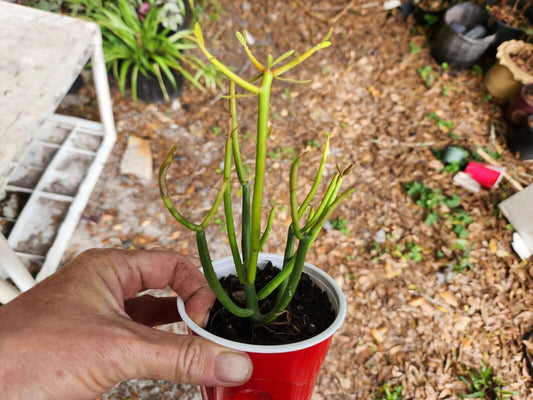 Beautiful  Firestick Pencil Cactus ROOTED plant  Succulent (Euphorbia T