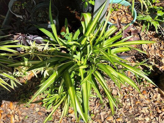 Hawaian Spider Plants BABIES/CUTTINGS