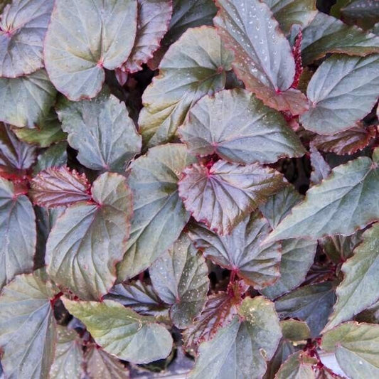 1 Live   Angel Wing/cane Lynda Dawn Begonia Rooted