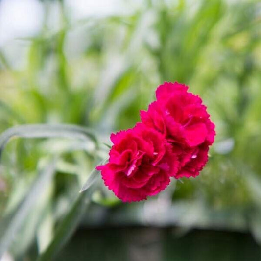 Live Plant Red Carnation Trailing Indoor Or Outdoor Nice Hanging Plant