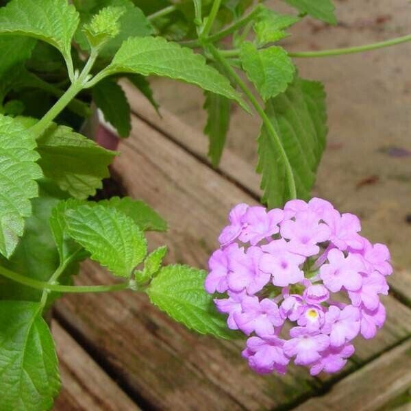 Lantana "TRAILING LAVENDER" 1 Live Rooted Starter  Plant