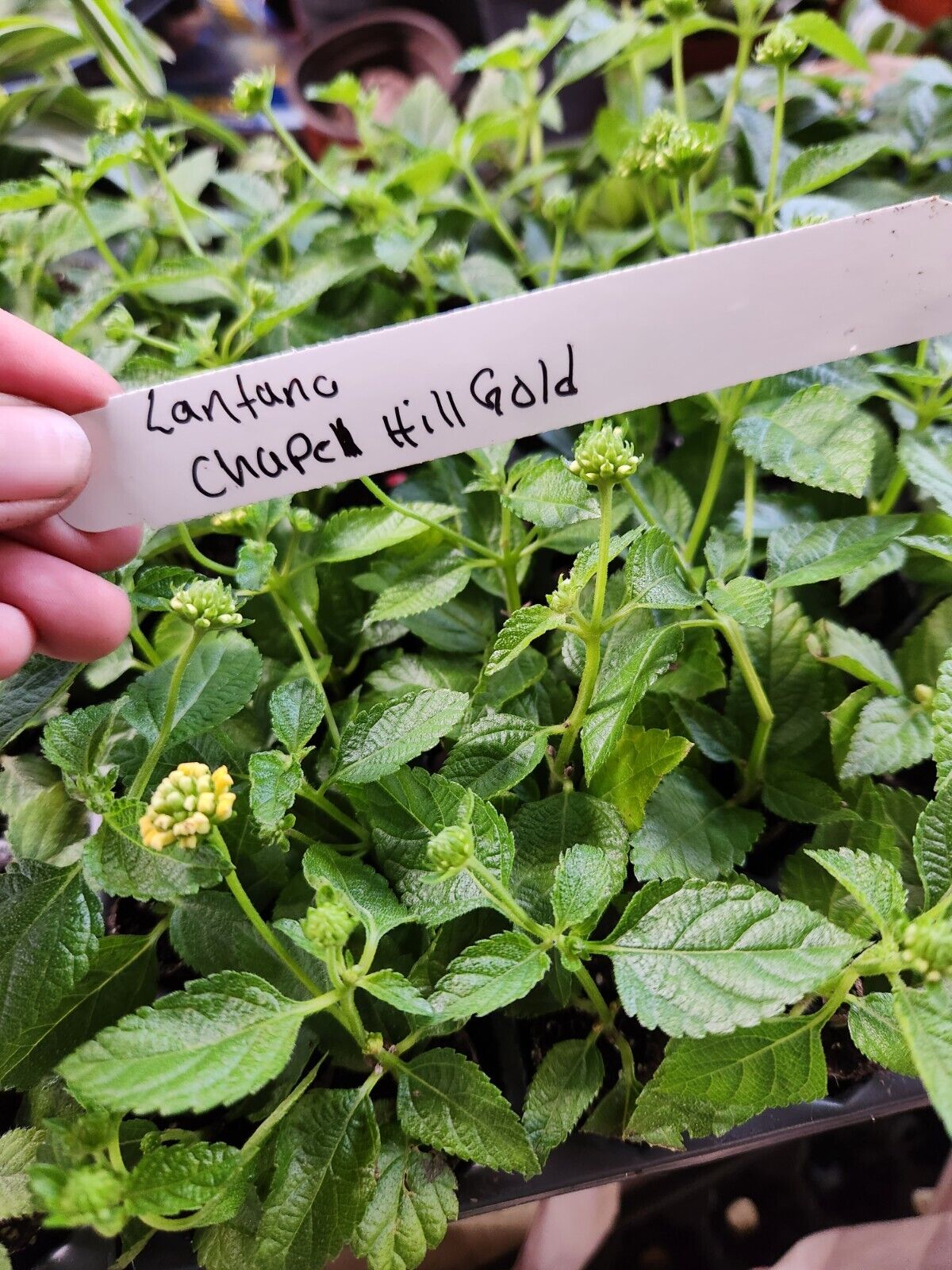 Lantana " CHAPEL HILL NEW GOLD" Live Rooted Plant