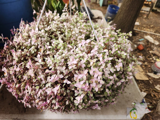 Live Tradescantia 'Pink Panther' (Callisia Repens) Plant