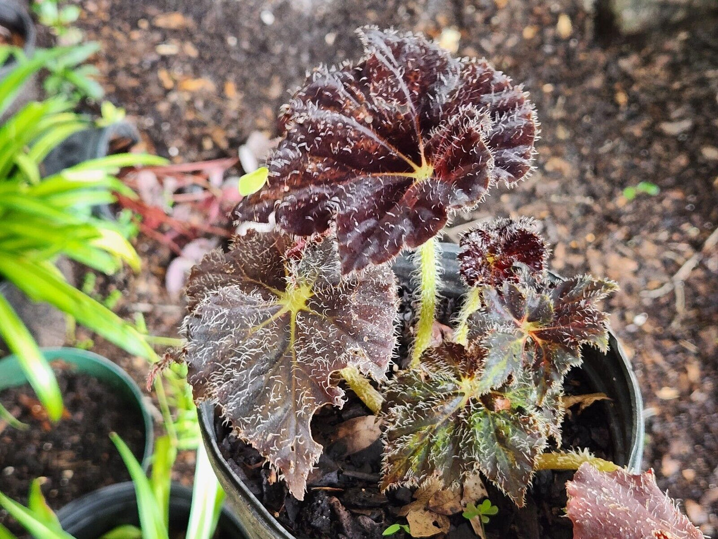 Rex Begonia Harmony Brad Thompson  LIVE Rooted Full Plant