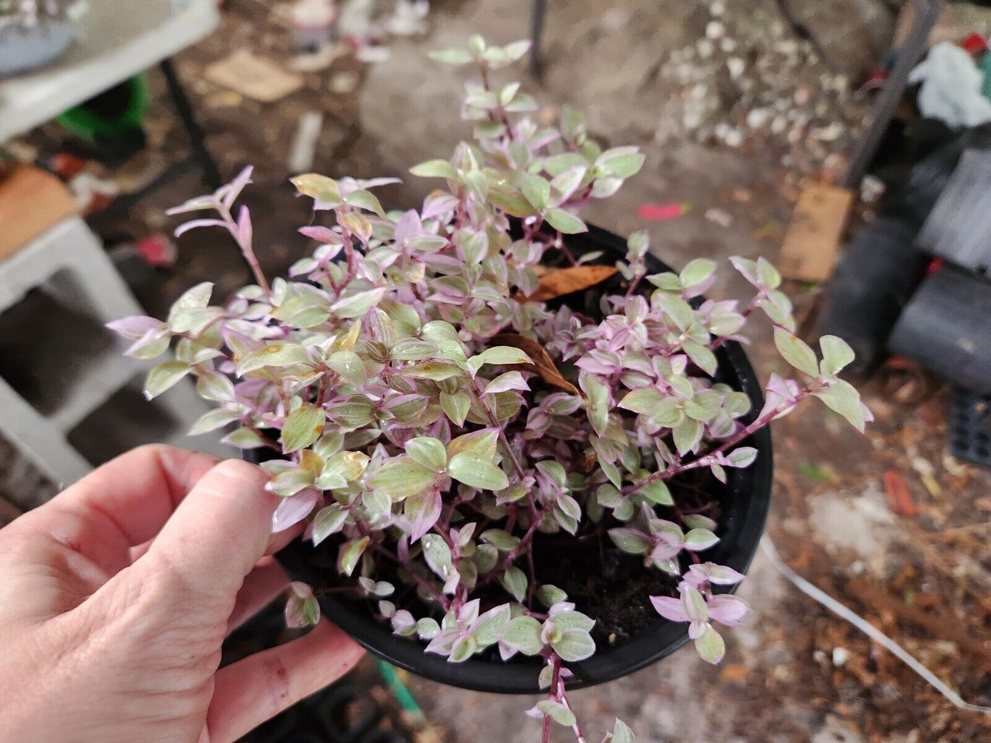 Live Tradescantia 'Pink Panther' (Callisia Repens) Plant