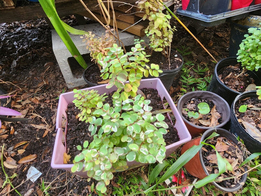 Live Breynia Disticha  "Snowbush " Ornamental Shrub