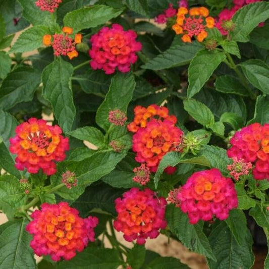 Lantana "ELEGANCE " Live Rooted Starter