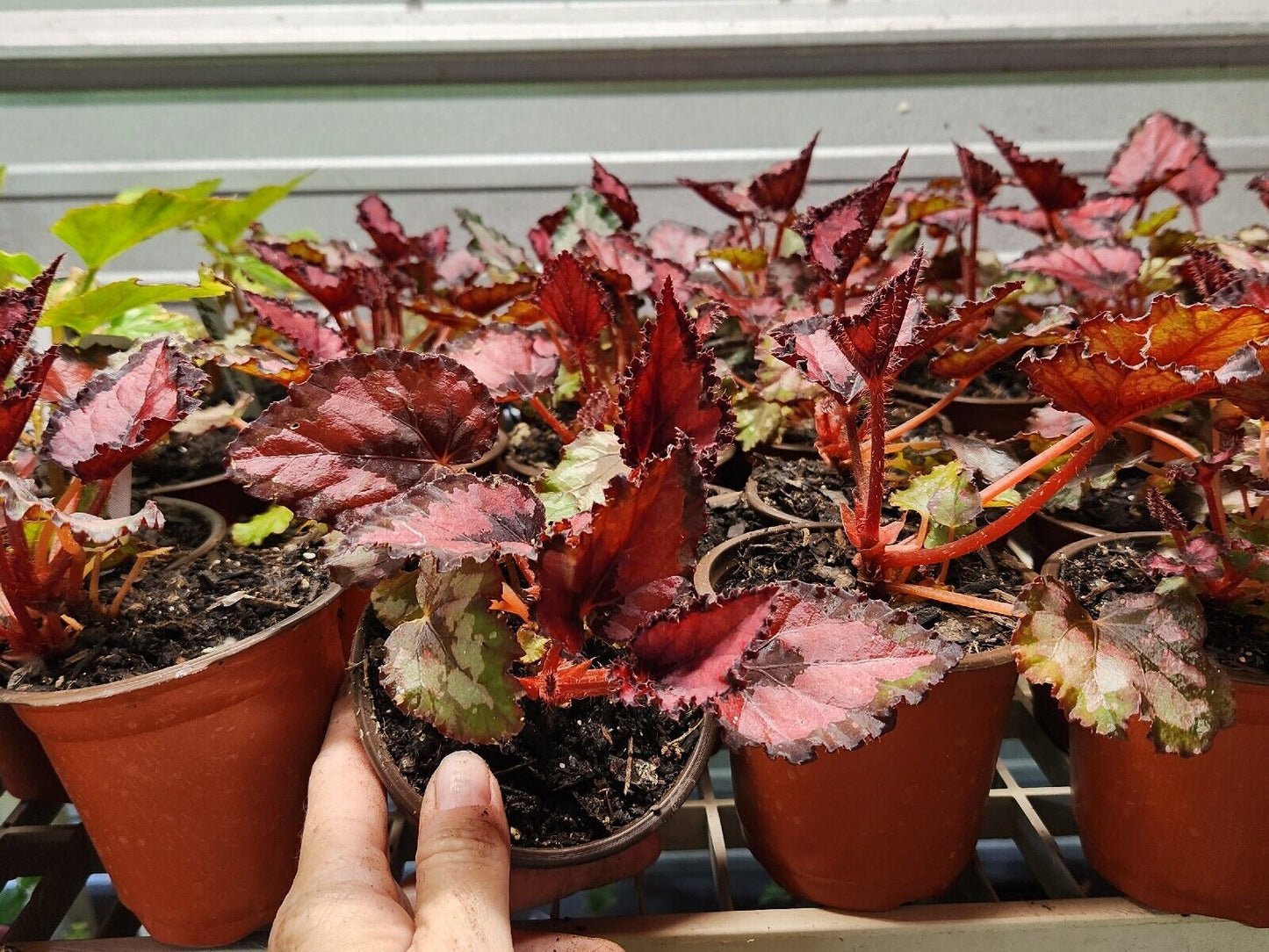 Harmonys Large Red Robin  Live Plant Rex Begonia