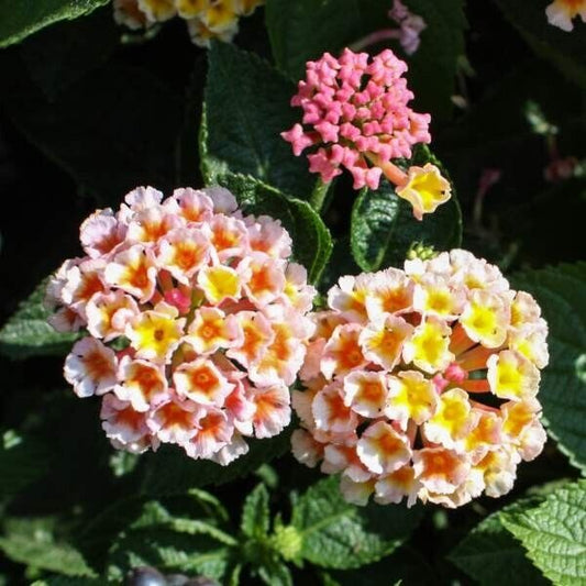 Lantana 'PEACHES " 1 Live Rooted Starter  Plant Soft Pretty  Color