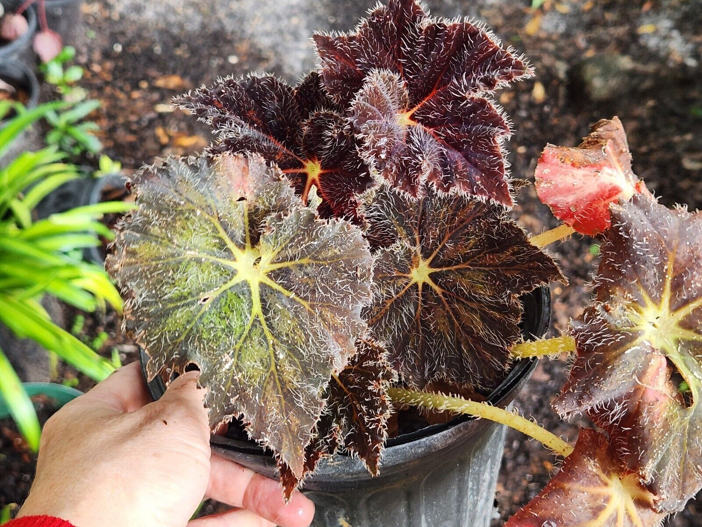 Rex Begonia Harmony Brad Thompson  LIVE Rooted Full Plant