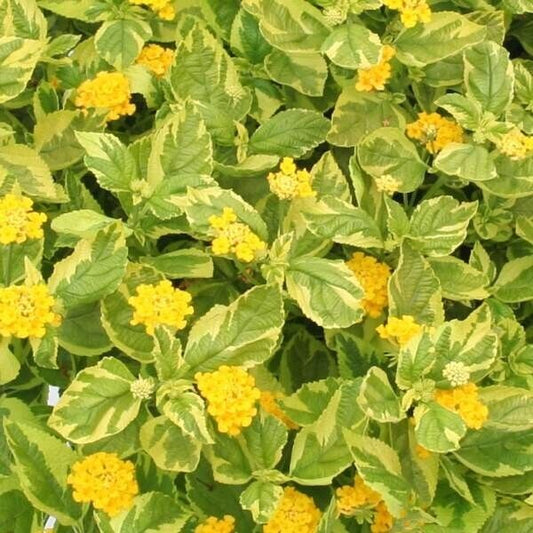 Lantana "SAMANTHA " Live Rooted Starter