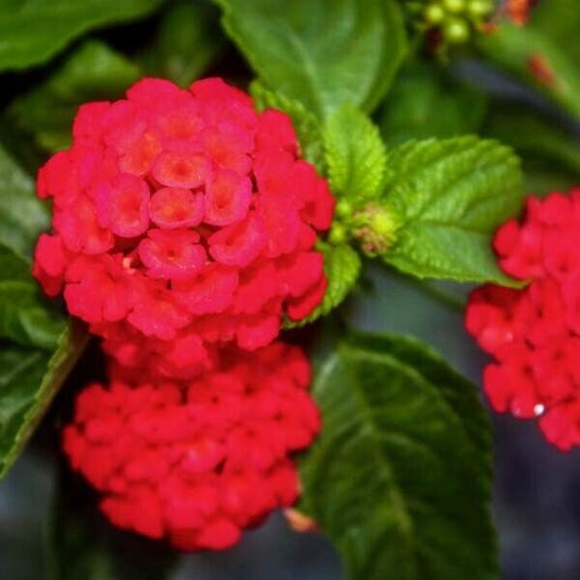 Lantana 'FLORIDA RED" 1 Live Rooted Starter  Plant Stunning Red Color