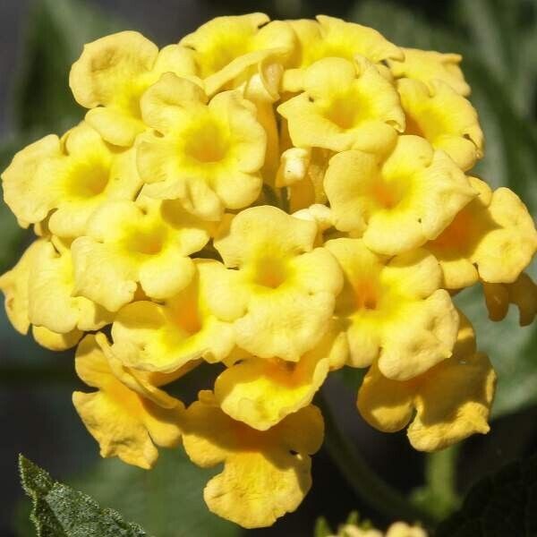 Lantana "CHAPEL HILL GOLD"  Live well Rooted Plant