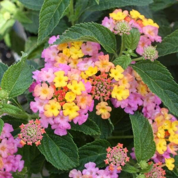 Lantana "PINKY"  Live Rooted Starter  Plant Sweet Soft  Color