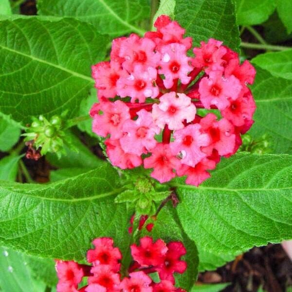 Lantana "FLORIDA FUSCHIA" Live Rooted Starter