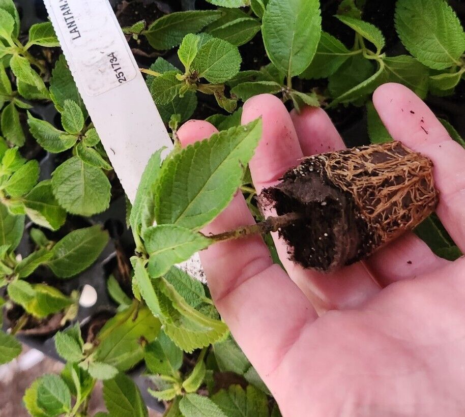 Lantana "TRAILING WHITE" 1 Live Rooted Starter  Plant