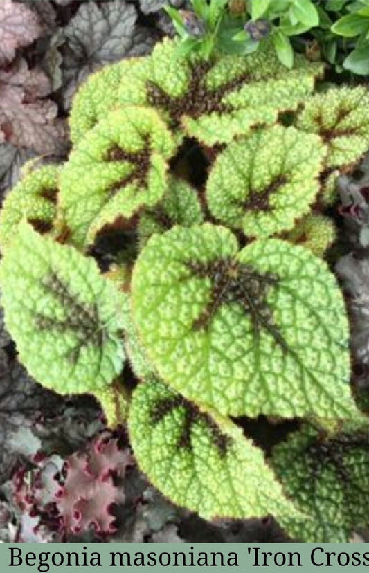 1 Live   Begonia masoniana 'Iron Cross Rex type Rooted