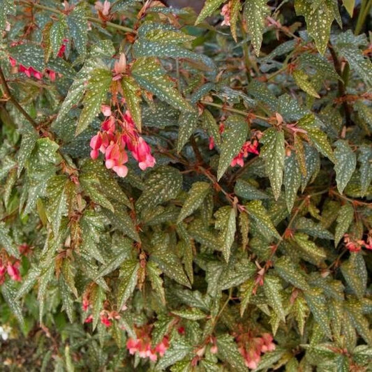 1 Live   Angel Wing/cane Medora Begonia Rooted