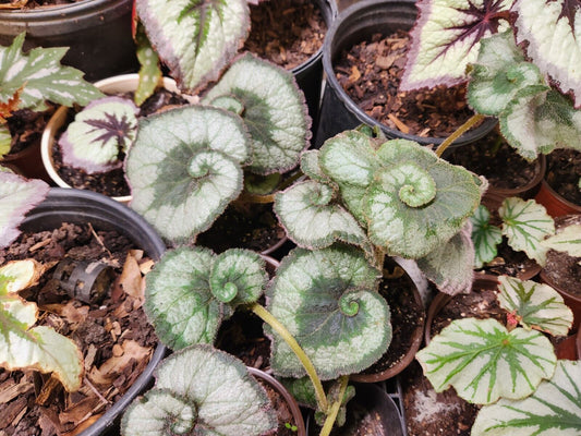 Begonia rex LARGE 'ESCARGOT' Live Plant